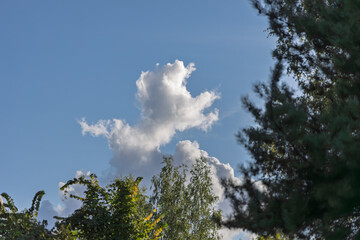 A serene view of cumulus clouds in a bright blue sky, framed by the tops of green trees. Calm, natural scene suitable for nature-themed content, wallpapers, or background imagery