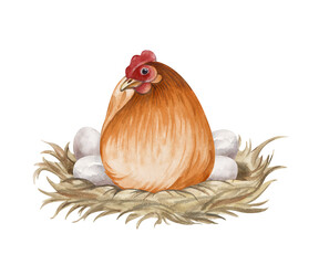 Brown hen hatching eggs on nest watercolor isolated illustration. Sitting poultry yard bird clip art for farm and countryside designs in natural colors. Realistic chicken mother for Easter holiday