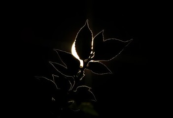 Silhouetted leafy plant against bright light source,  tropical,  garden
