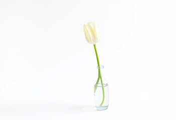 Single white tulip in a clear glass vase on a white background, simple, botanical
