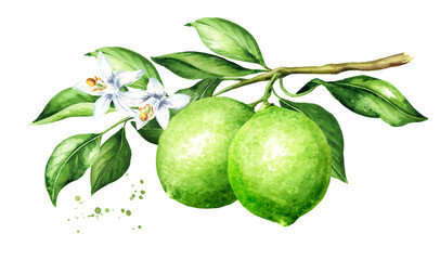 Lime branch with fruits and leaves. Watercolor hand drawn illustration, isolated on white background