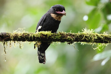 The dusky broadbill (Corydon sumatranus) is a species of bird in the family Eurylaimidae, the broadbills. It is native to Southeast Asia.