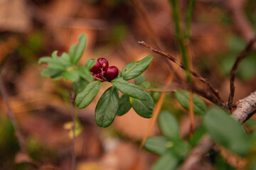 Beautiful bush of ripe red lingonberry, partridgeberry, mountain cranberry or cowberry among green leaves and moss in the forest or woods in autumn, close up