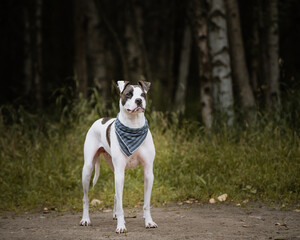 Natural portrait of a boxer mix dog in front of the woods