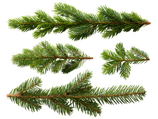 Five fir branches isolated on transparent background for festive decoration