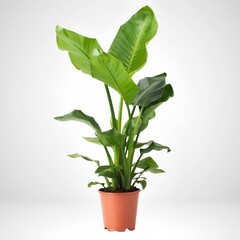 green plant in a pot
