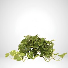 fresh green leaves of parsley