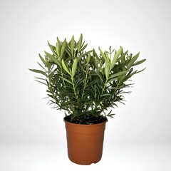 green plant in a pot