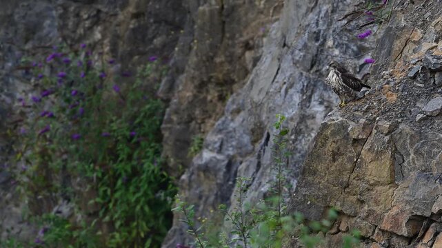 Buzzard (Buteo buteo) sitting on a steep wall in a quarry // M&auml;usebussard (Buteo buteo) sitzt an einer Steilwand in einem Steinbruch