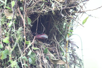The dusky broadbill (Corydon sumatranus) is a species of bird in the family Eurylaimidae, the broadbills. It is native to Southeast Asia.