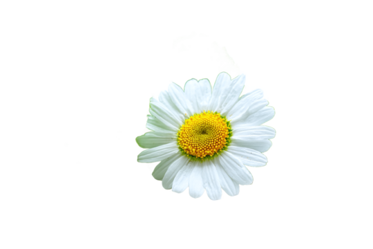 Isolated on transparent background, a beautiful daisy flower with white petals