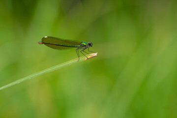 Emerald Damselfly (Calopteryx splendens ) on Grass Blade in Natural Green Habitat | Świtezianka Błyszcząca na źdźble trawy w naturalnym środowisku