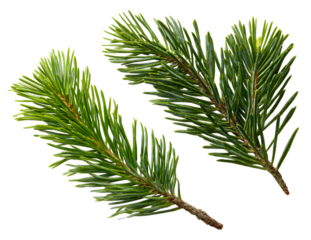 Two vibrant pine tree branches isolated on transparent background, showcasing green needles