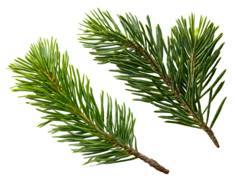 Two vibrant pine tree branches isolated on transparent background, showcasing green needles - Powered by Adobe
