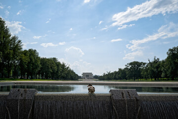 Duck at Reflecting Pool with Lincoln Memorial in Washington DC