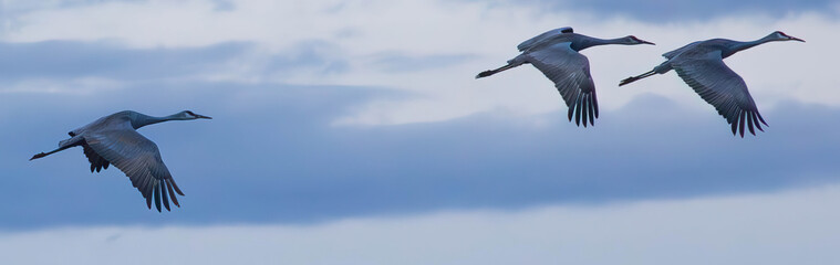 Sandhill Cranes in flight
