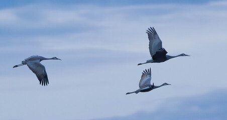 Sandhill Cranes in flight