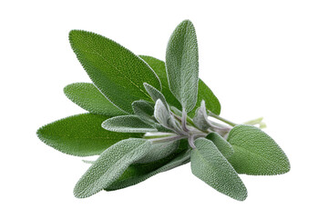 Close-up of fresh sage leaves