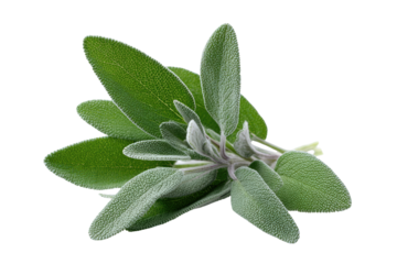Close-up of fresh sage leaves