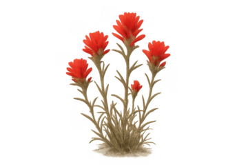 Indian paintbrush wildflowers with vibrant red bracts growing from a sandy base, isolated with transparent background