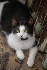 Overhead shot of a cute black and white tuxedo cat looking up