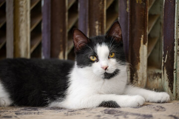 Black and white tuxedo cat lying in front of an old rusty radiator