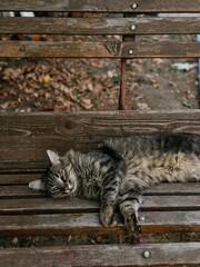 cat sitting on the fence