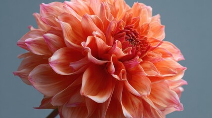 A stunning orange dahlia unfolds its layers showcasing vibrant petals in a serene setting.