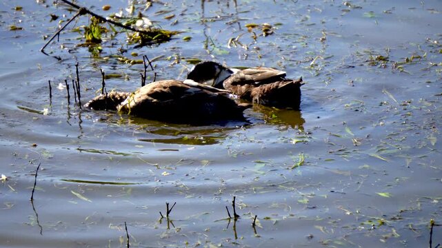 Indian domestic Duck enjoying their feast in water in Assam 8
