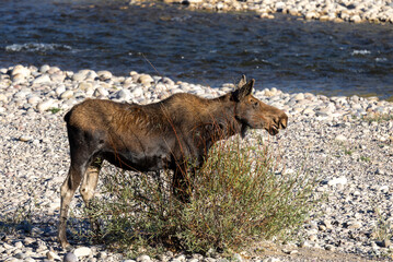 Cow Moose in Autumn in Grand Teton National Park Wyoming