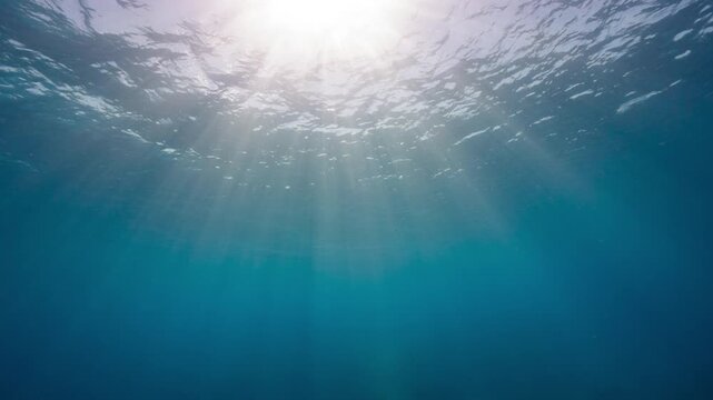 Underwater shot looking up at sunlight streaming through the water with fishes swimming through frame