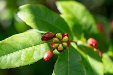 Ochna thomasiana, Ochna is a genus comprising 79 species of evergreen trees,  flowering plant...