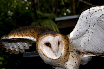 Portrait of a Barn Owl flying out of a barn, Tyto alba