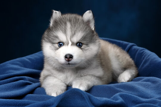 Cute little funny pomsky puppy