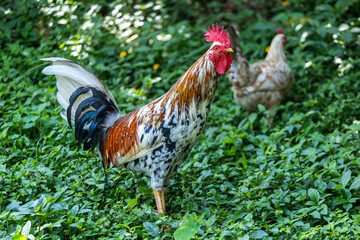 Colorful Rooster Standing on Green Foliage