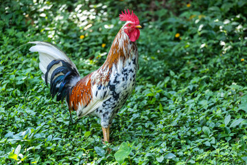 Colorful Rooster Standing on Green Foliage