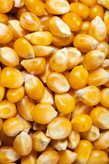 Close-up of popcorn kernels, top view