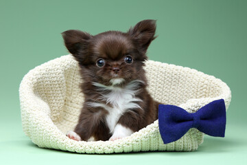 Cute little Chihuahua puppy with a bow