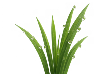 Fresh green grass blades collecting morning dew drops, symbolizing nature, purity, and growth with transparency