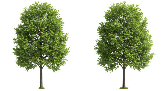 Four detailed, mature oak trees (quercus) with lush green foliage, isolated on a transparent infinity background with volumetric light. Concept of idealized architectural landscape design