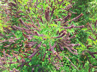 Bushes of amorpha fruticosa or amorpha canescens with violet and yellow long flowers bloom in a field.