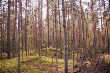 A dark, eerie autumn forest is shrouded in fog. The leaves display vibrant fall colors, and the atmosphere is cold and damp. A pathway winds through the nearly dark, spooky woods.