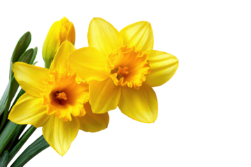 Close-up of three bright yellow daffodils,  with a yellow outline.  Dark background.  Floral detail
