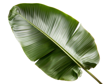 This lush green leaf is displayed from a top view, highlighting its smooth texture and detailed veins against a transparent background. Perfect for nature-themed designs