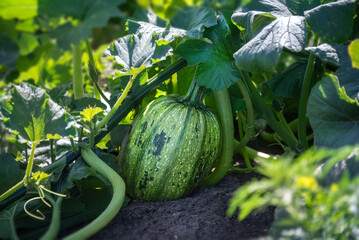 Green pumpkin fruit growing on a bed in the garden. Agricultural crops in open ground.