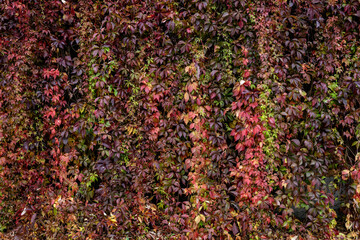 Bright red leves natura background