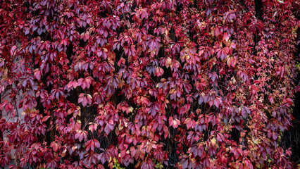 Bright red leves natura background