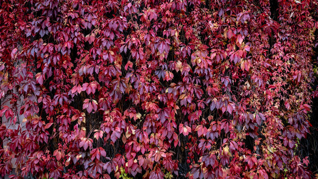 Bright red leves natura background