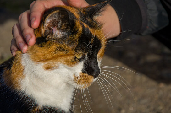 Human Hand Stroking the Head of a Calico Cat in Sunlight