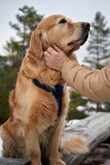  Golden Retriever Cuddled Outdoors Among Snowy Pine Trees in Norway, Pet Owner Bonding Moment, Winter Wonderland, Canine Companion, Furry Friend, Bench Seat, Wooden Furniture, Scandinavian Landscape,
